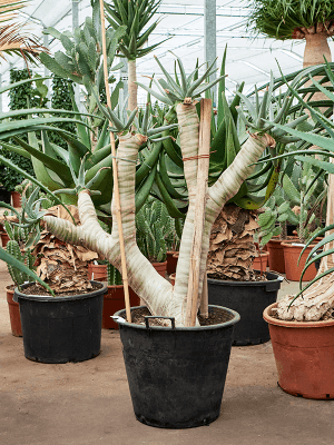 
                  
                    Aloe dichotoma
                  
                