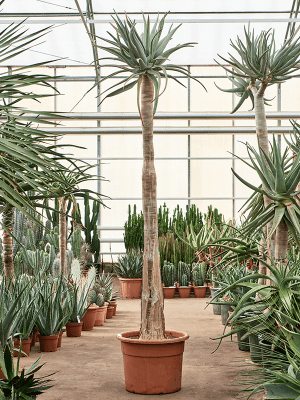 
                  
                    Aloe dichotoma
                  
                