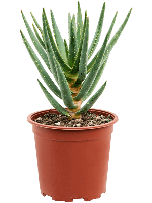 
                  
                    Aloe dichotoma.
                  
                