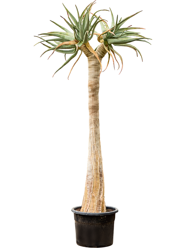 
                  
                    Aloe dichotoma.
                  
                
