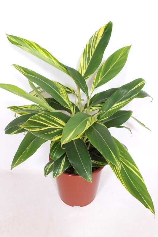 Alpinia zerumbet Variegata