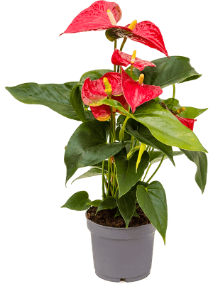 anthurium rouge Anthurium Rouge