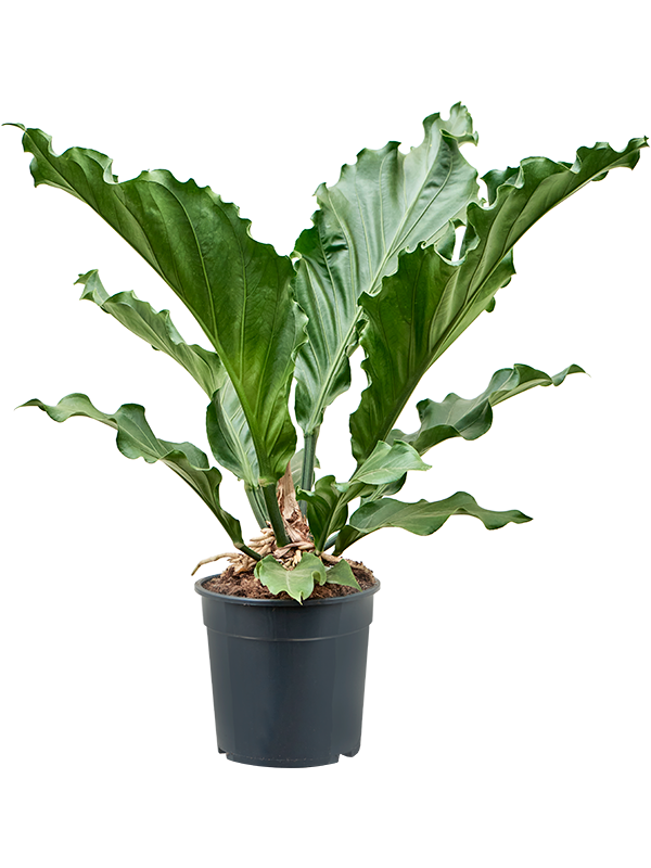 Anthurium Birdnest