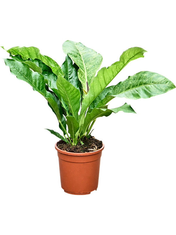 Anthurium Hookeri Variegata