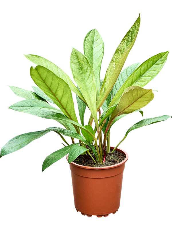 Anthurium Jenmanii