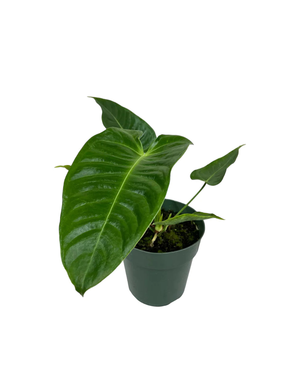Anthurium veitchii