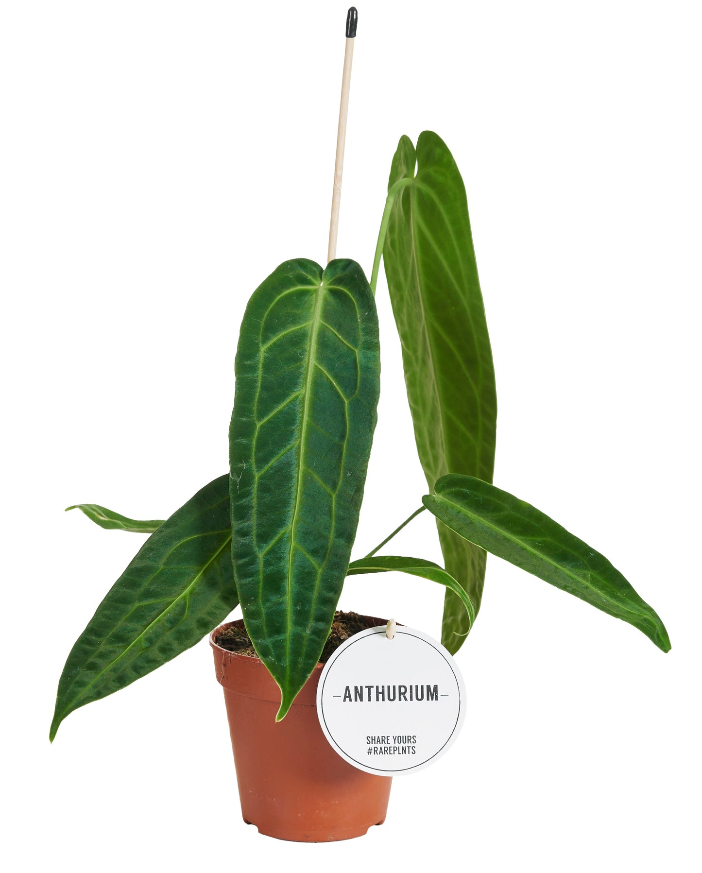
                  
                    Anthurium Warocqueanum
                  
                