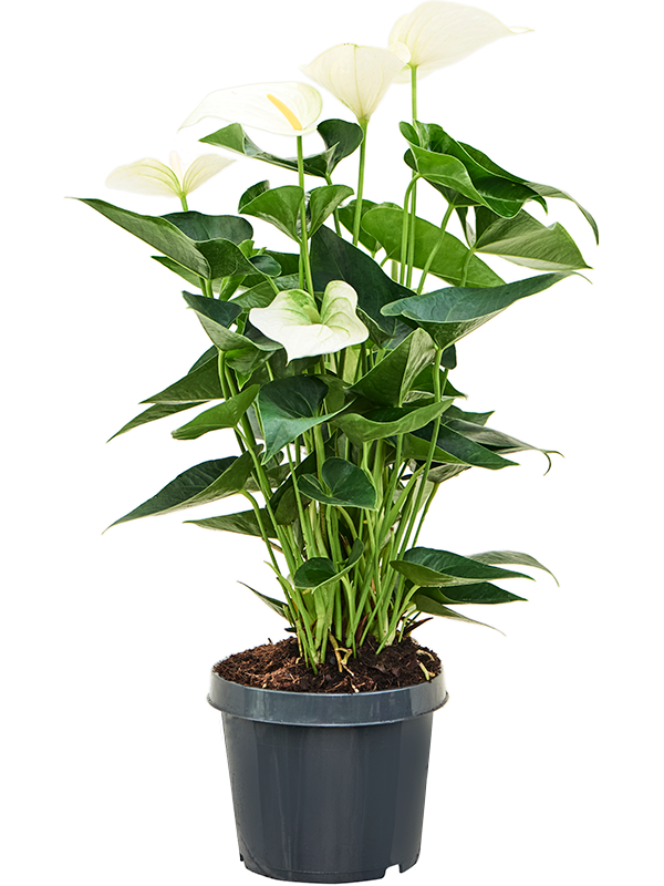 Anthurium andraeanum Sierra White