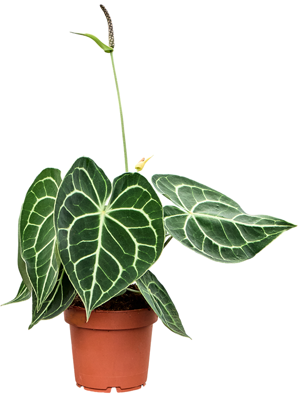 Anthurium crystallinum