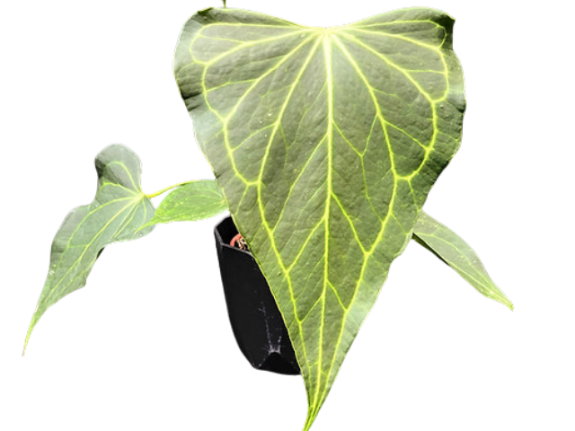 Anthurium Delta Force