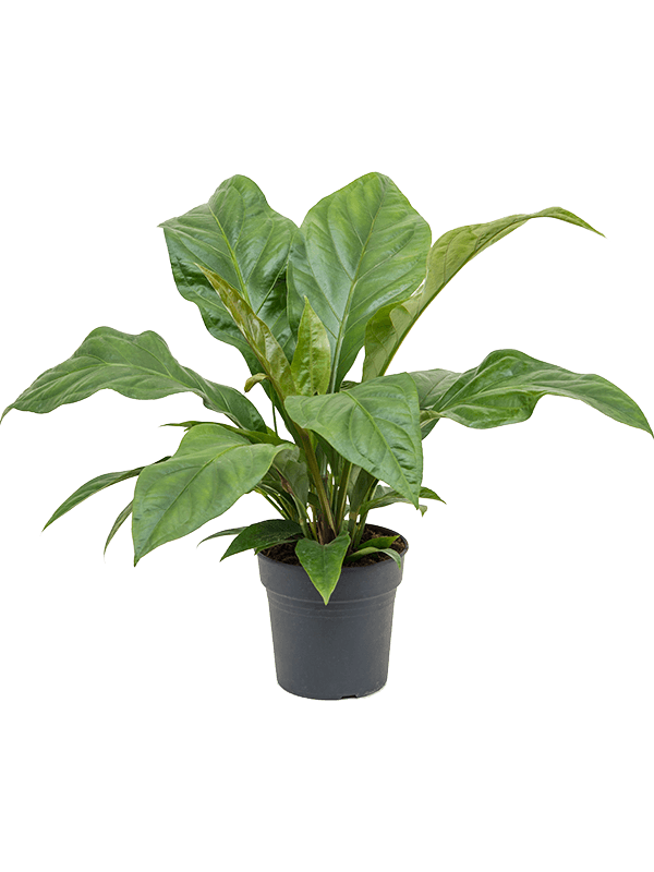 Anthurium ellipticum Jungle Bush