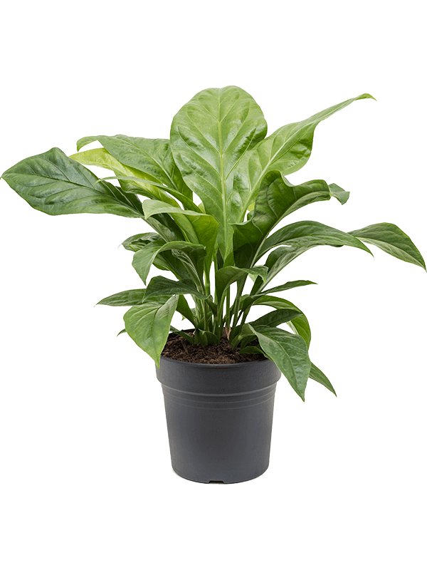 anthurium ellipticum Anthurium ellipticum Jungle Bush