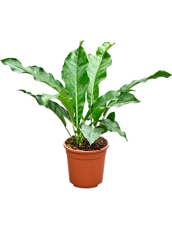 Anthurium Jungle King