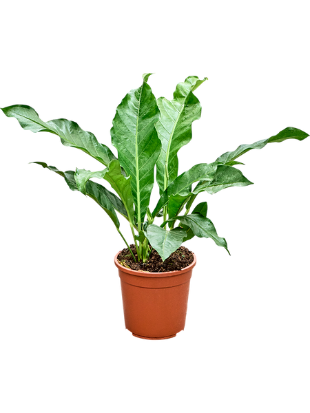 anthurium jungle king for sale Anthurium Jungle King