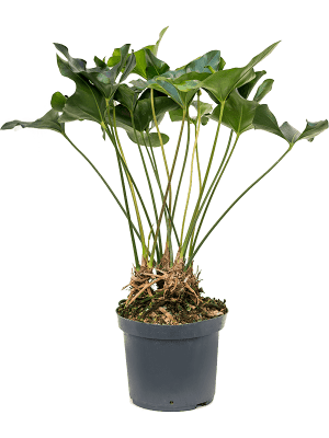 anthurium arrow rocket Anthurium Arrow