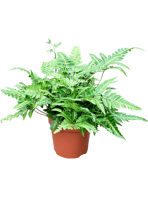 Arachniodes aristata variegata