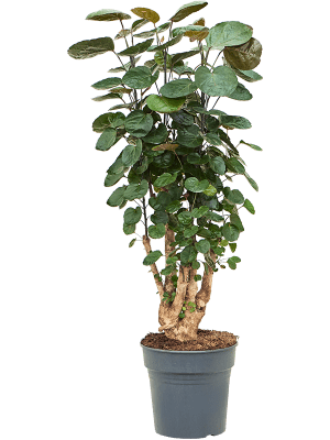 
                  
                    Aralia (Polyscias) 'Fabian'
                  
                
