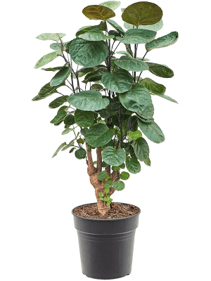 
                  
                    Aralia (Polyscias) 'Fabian'
                  
                