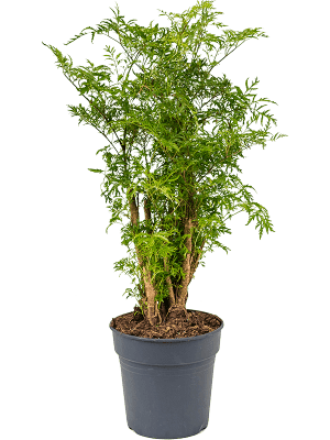 
                  
                    Aralia (Polyscias) 'Ming'
                  
                
