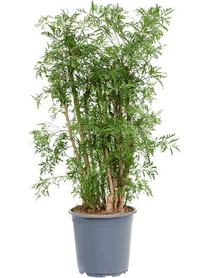 
                  
                    Aralia (Polyscias) 'Ming'
                  
                