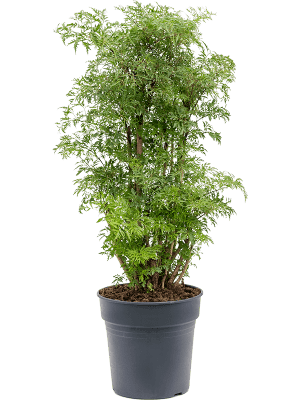 
                  
                    Aralia (Polyscias) 'Ming'
                  
                