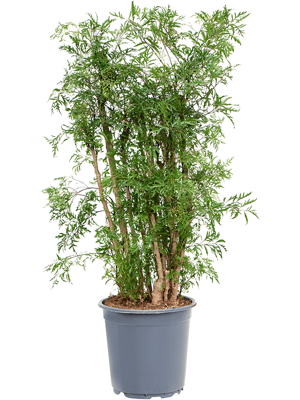
                  
                    Aralia (Polyscias) 'Ming'
                  
                