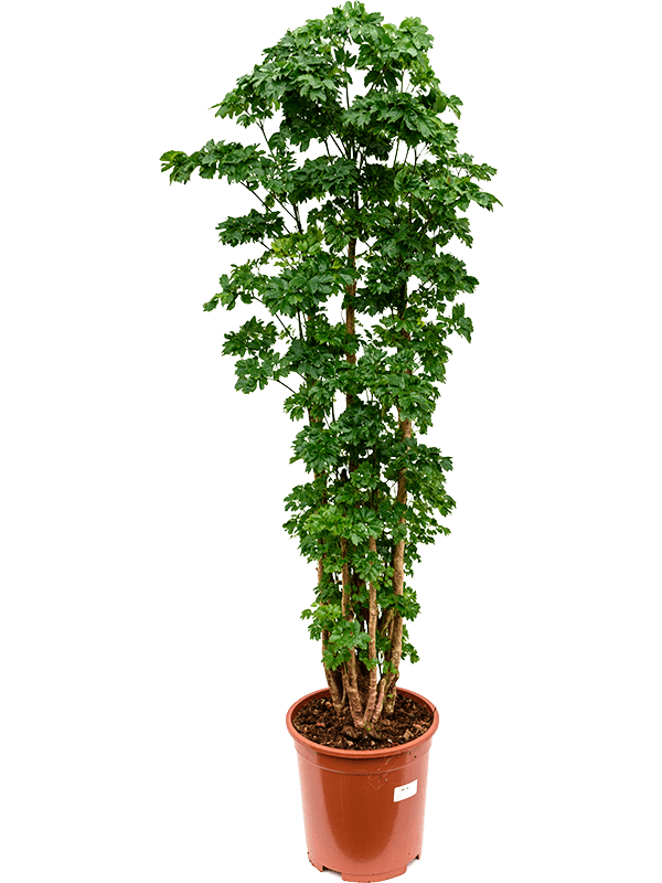 
                  
                    Aralia (Polyscias) Roble.
                  
                