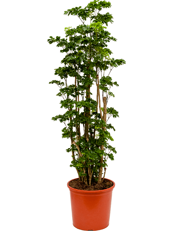 
                  
                    Aralia (Polyscias) Roble.
                  
                