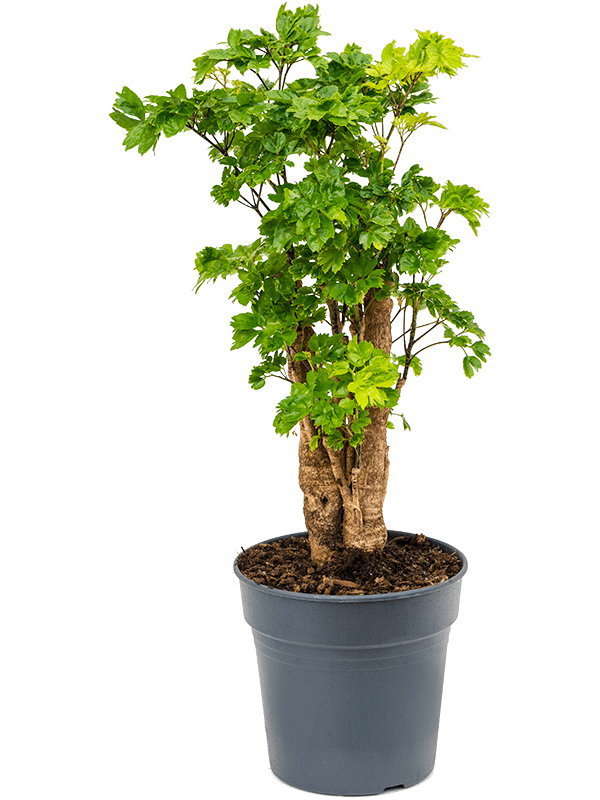 
                  
                    Aralia (Polyscias) Roble.
                  
                