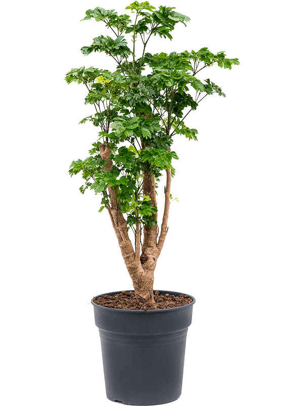 Aralia (Polyscias) Roble.