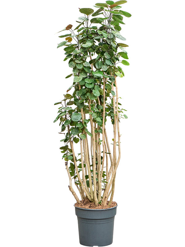 
                  
                    Aralia (Polyscias) 'Fabian'
                  
                