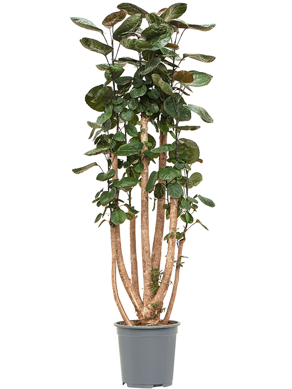 
                  
                    Aralia (Polyscias) 'Fabian'
                  
                