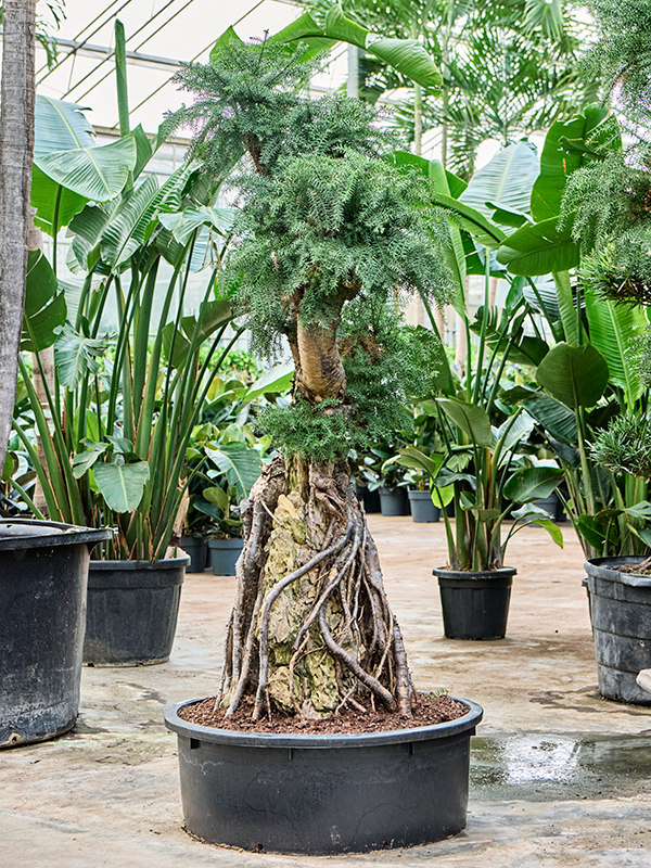 
                  
                    Araucaria bidwillii.
                  
                