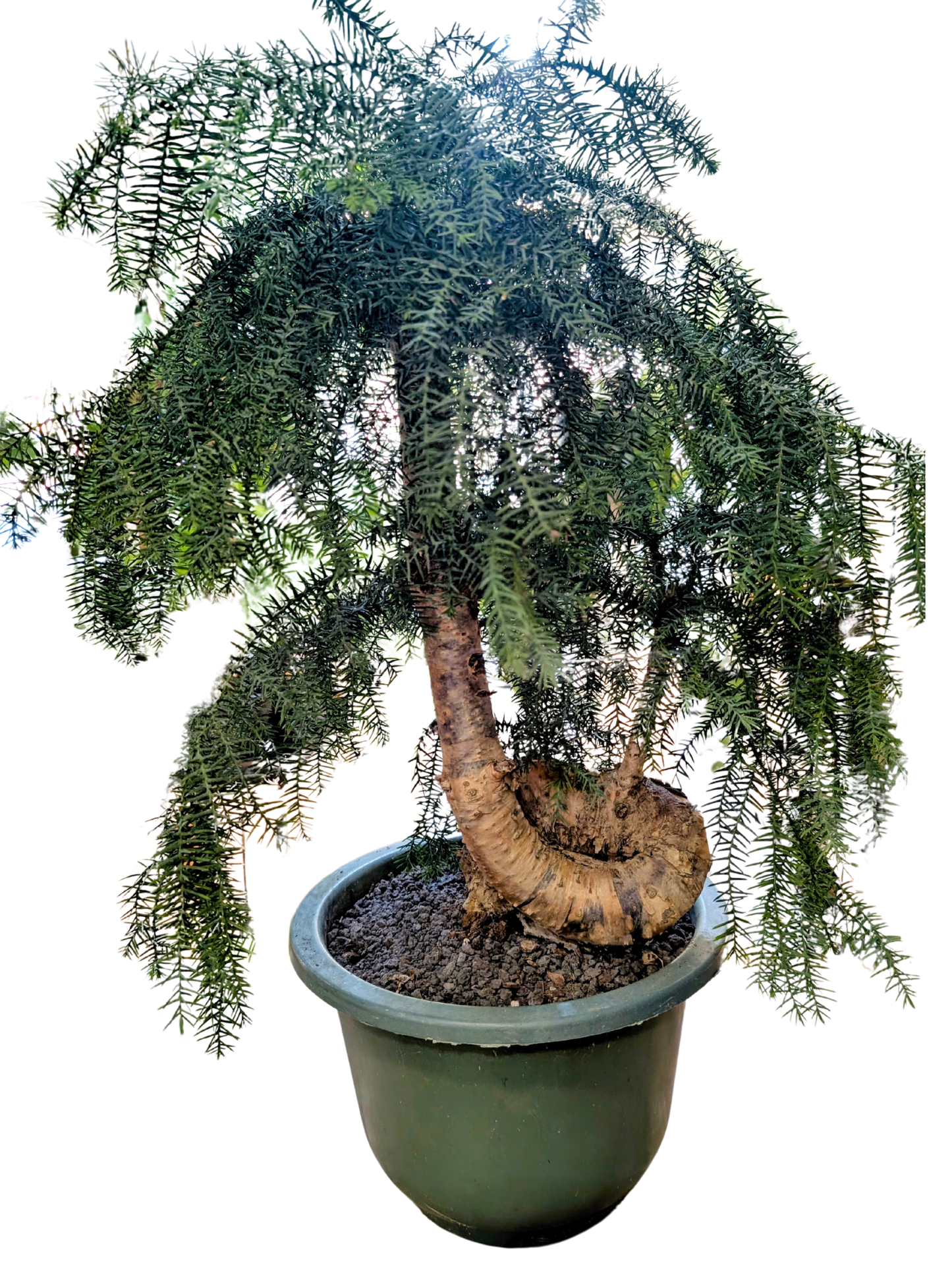 
                  
                    Araucaria cunninghamii
                  
                