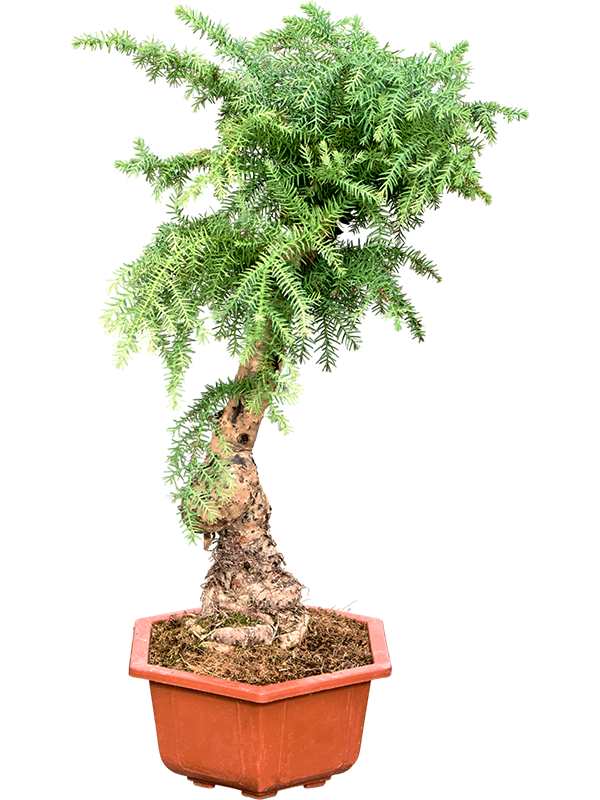 
                  
                    Bonsaï Araucaria Cunninghamii
                  
                