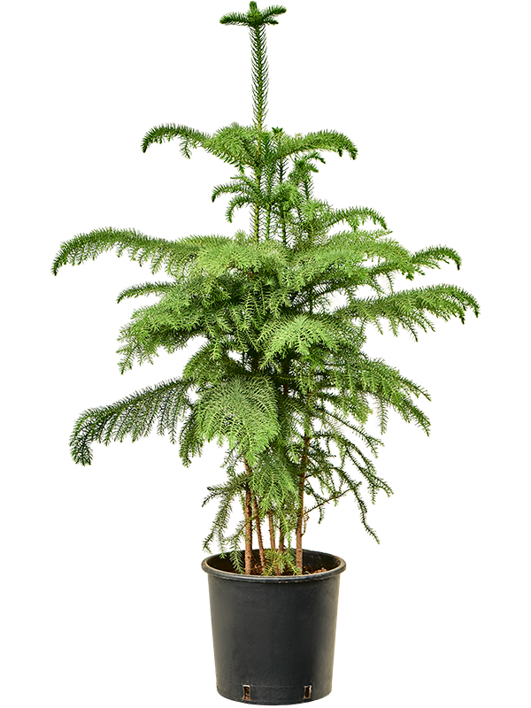 
                  
                    Araucaria heterophylla pin de Norfolk
                  
                