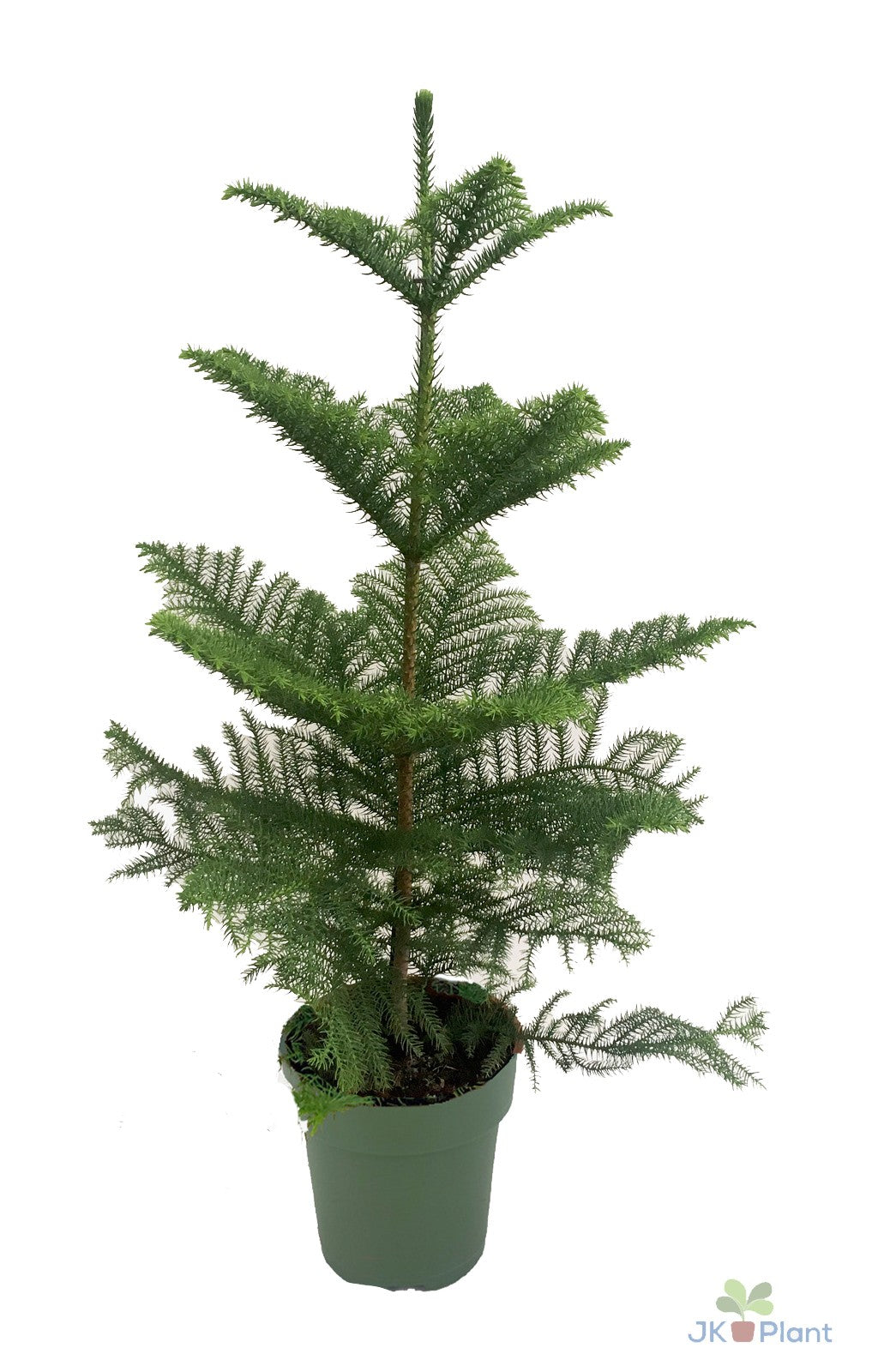 
                  
                    Araucaria heterophylla pin de Norfolk
                  
                