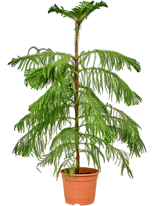 
                  
                    Araucaria heterophylla pin de Norfolk
                  
                
