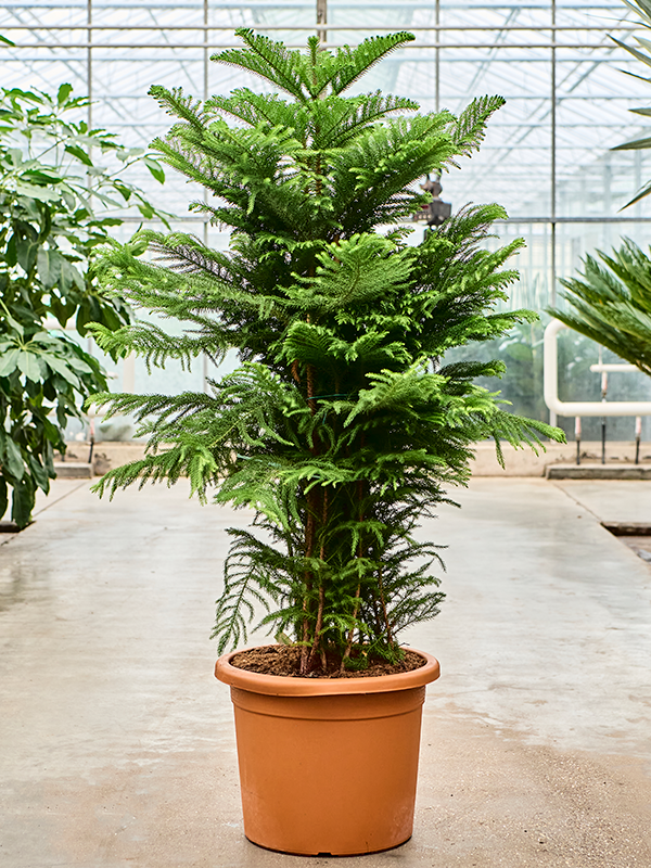 
                  
                    Araucaria heterophylla pin de Norfolk
                  
                