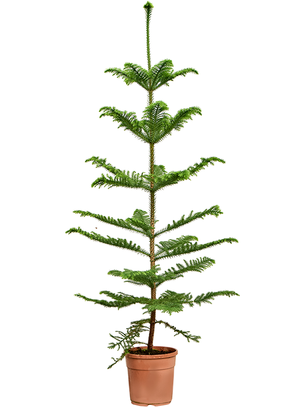 
                  
                    Araucaria heterophylla pin de Norfolk
                  
                