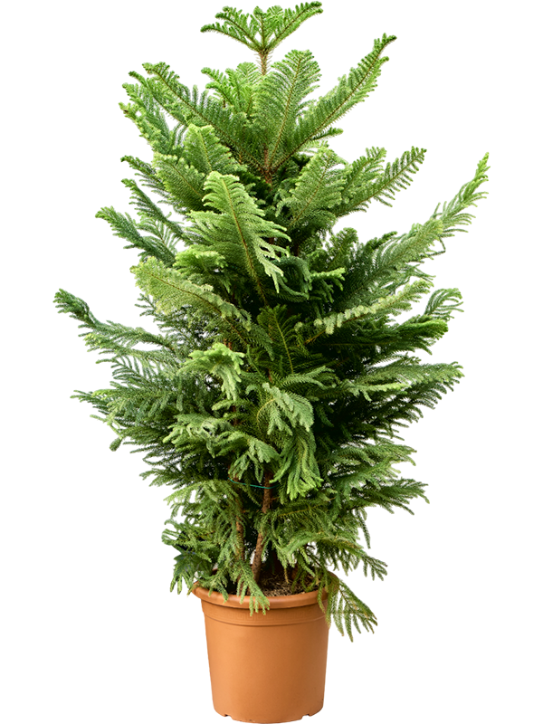 
                  
                    Araucaria heterophylla pin de Norfolk
                  
                