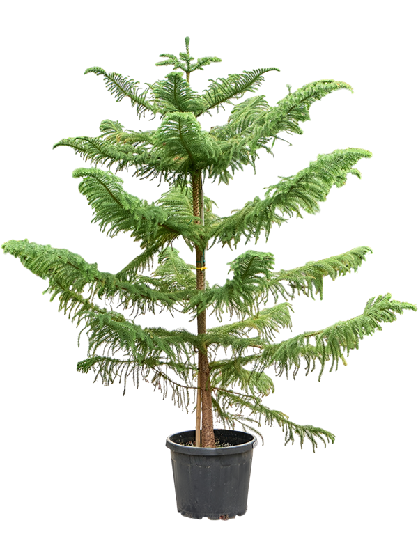
                  
                    Araucaria heterophylla pin de Norfolk
                  
                