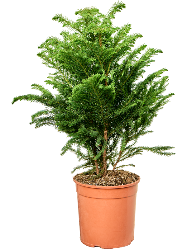 
                  
                    Araucaria heterophylla pin de Norfolk
                  
                