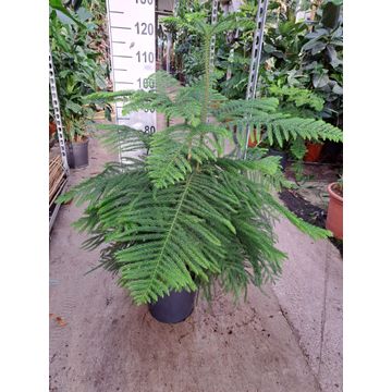 
                  
                    Araucaria heterophylla pin de Norfolk
                  
                