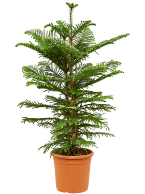 
                  
                    Araucaria heterophylla pin de Norfolk
                  
                