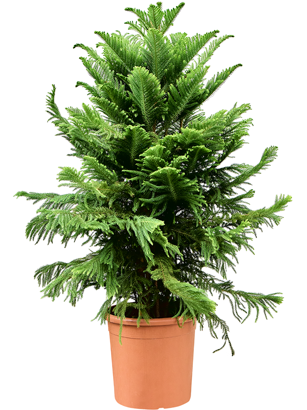 
                  
                    Araucaria heterophylla pin de Norfolk
                  
                