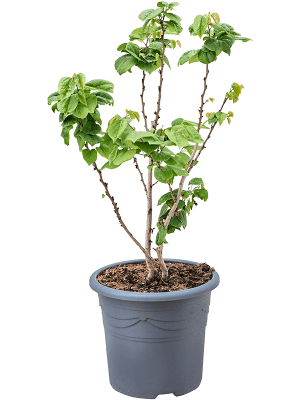 Arbre de Judée Cercis (chinensis 'Avondale )