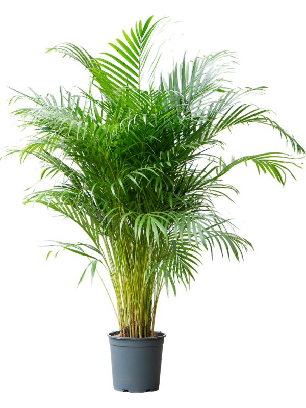 
                  
                    Areca Dypsis lutescens
                  
                