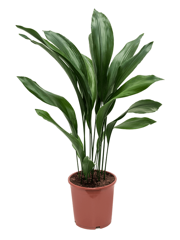 
                  
                    Aspidistra elatior
                  
                