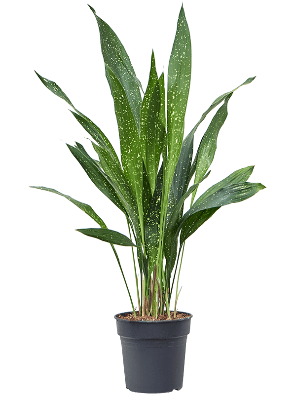 
                  
                    Aspidistra elatior milky way
                  
                